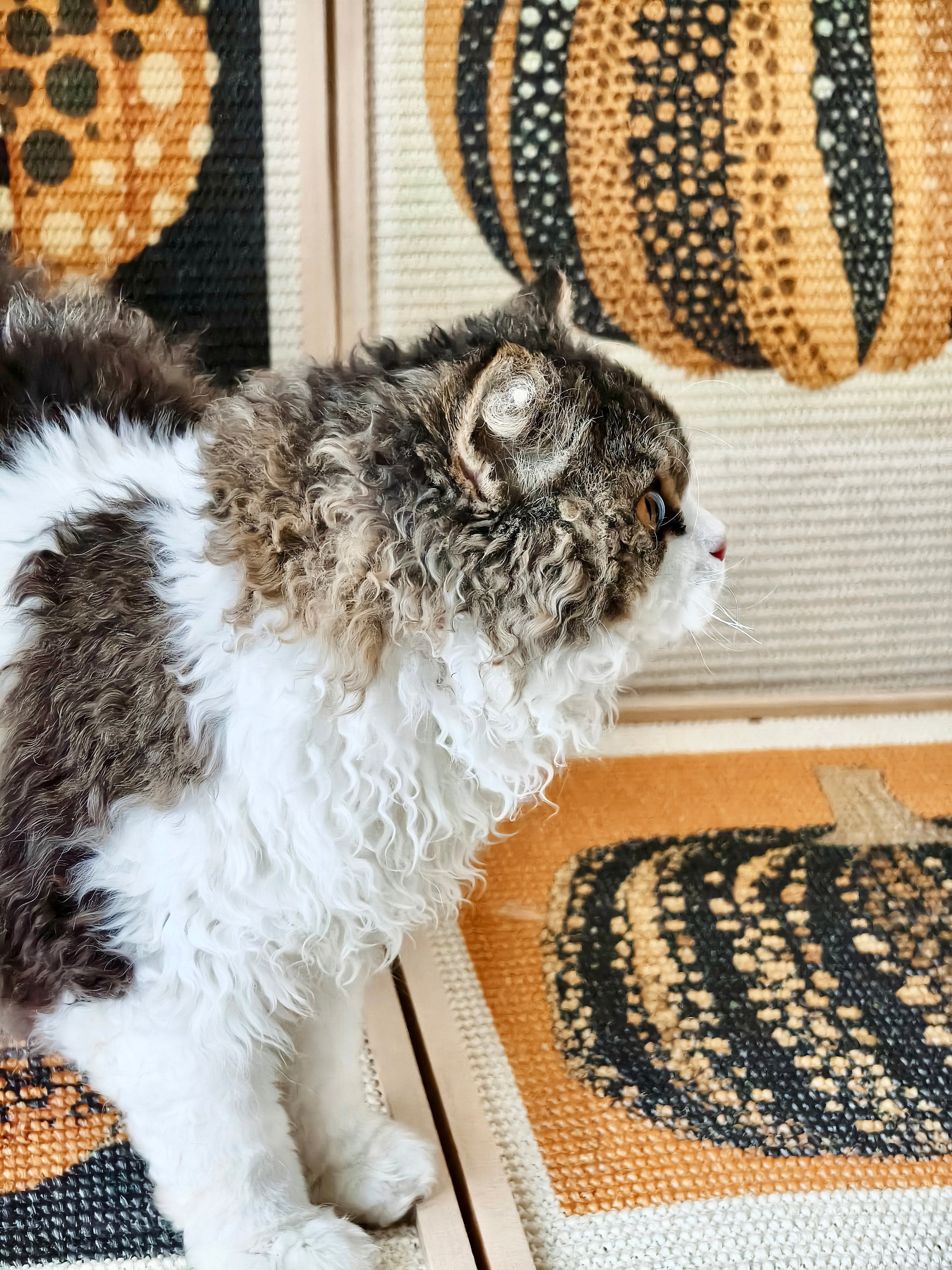 Pumpkin Series Cat Scratcher - Natural Sisal and Solid Wood